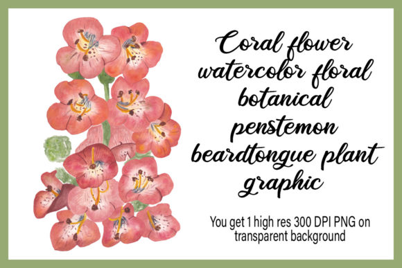 Coral Flower Watercolor Floral Botanical Illustrations