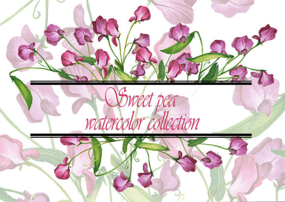 Sweet Pea - Watercolor Collection