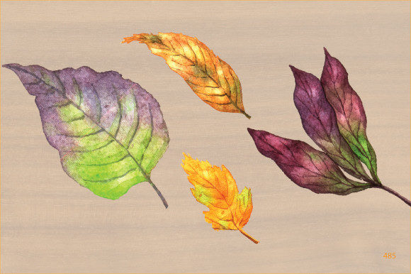 Watercolor Hand Painted Autumn Leaf 485 Illustrations