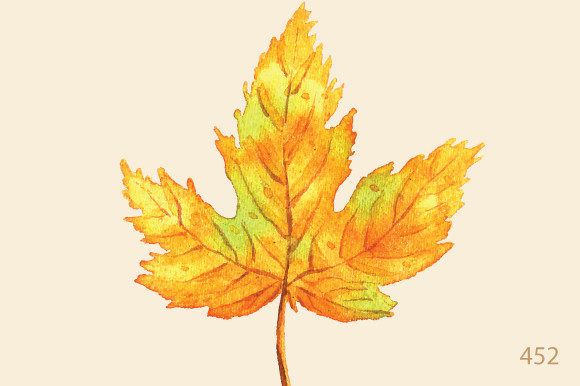 Watercolor Maple Leaf Wall Art and Illustrations