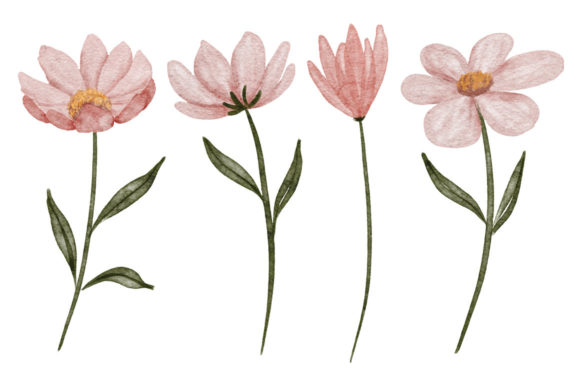 Watercolor Petal Cosmos Flower Element and Illustrations