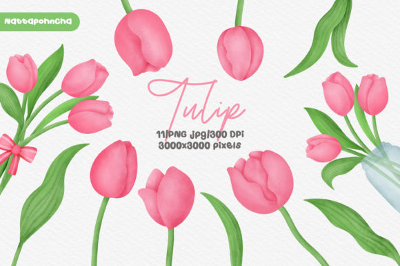 Watercolor Tulip Flower Png Clipart and Illustrations