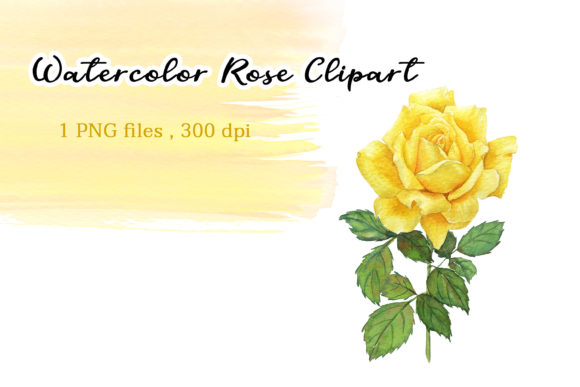 Watercolor Yellow Rose Clipart and Illustrations